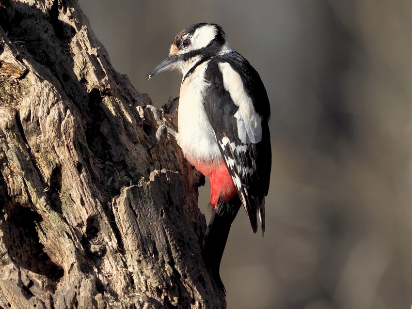 Picchio rosso maggiore (Dendrocopos major)